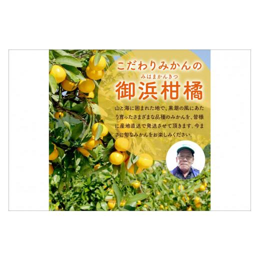 ふるさと納税 三重県 御浜町 旬のみかん又はジュースを毎月発送（10回） 果物 フルーツ みかん 定期便 果物定期便 フルーツ定期便