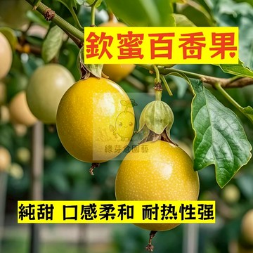 🌱早熟高產 欽密百香果種子BXG-21 掛果能力強 長勢快 易生長 熱情果 高產 抗病抗旱易種植 高產爬藤水果種子