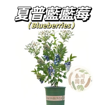 台灣現貨（夏普黑藍莓種子）進口品種 酸甜適中，帶有濃郁的香氣，果實較大且飽滿，酸度較低，口感更柔和@水果種子