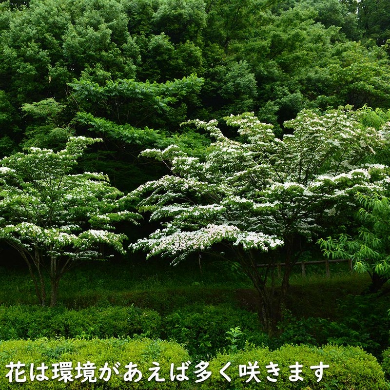 ヤマボウシ 単木 1.2m 露地 苗 | LINEブランドカタログ