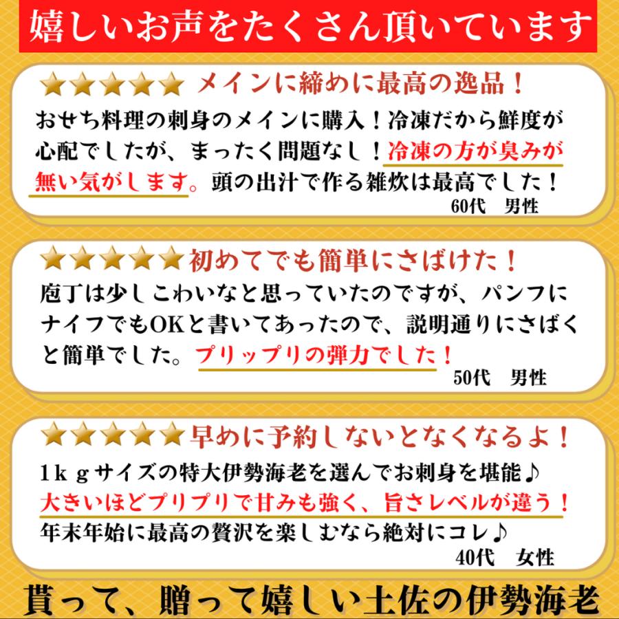 高知県産 天然 伊勢海老 1kｇ（選べる1〜3尾）お刺身 冷凍 海鮮 BBQ おせち