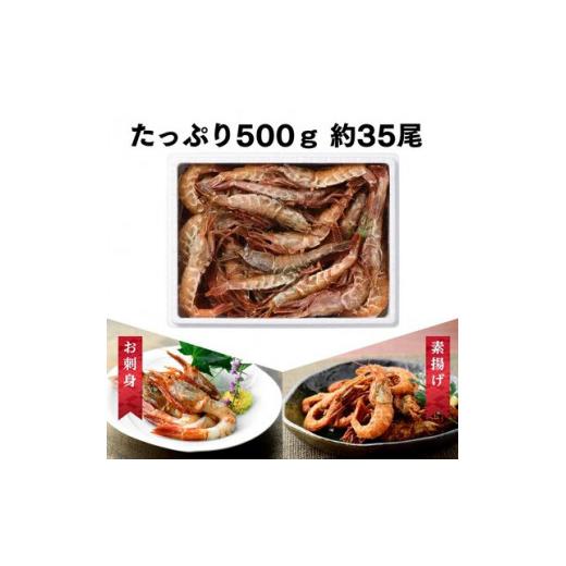 ふるさと納税 福井県 若狭町 越前ガラエビ 約500g（約35〜40尾） [No.5580-0659]