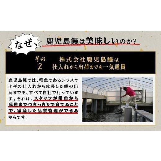 ふるさと納税 鹿児島県 大崎町 うなぎ 蒲焼 150g以上×2尾 鹿児島産 地下水で育てた絶品 鰻