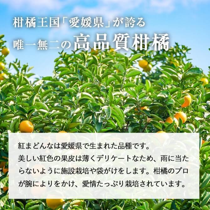 (12月上旬頃より順次発送) 2023 お歳暮 ギフト 愛媛県産 紅まどんな L〜2Lサイズ 約3kg 秀品 化粧箱入り みかん ミカン