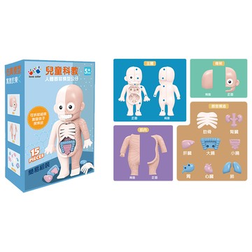 【啾愛你】兒童科教人體器官模型公仔