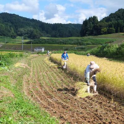 ふるさと納税 上越市 令和5年産 新潟上越清里産 特別栽培米コシヒカリ20kg(5kgx4袋) 玄米