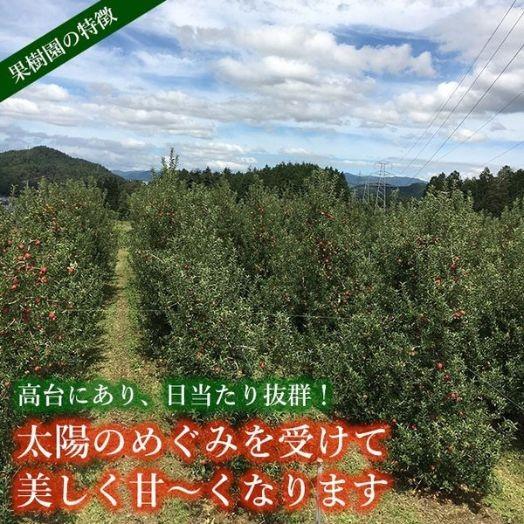 美空野 飛騨 りんご 1.5kg 袋 無選別 飛騨 高山 果物 フルーツ 生 リンゴ