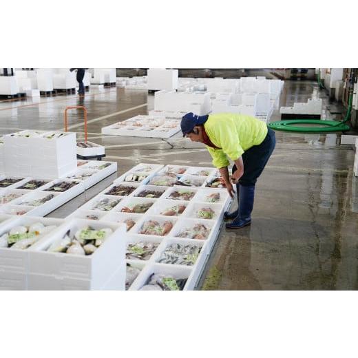 ふるさと納税 新潟県 糸魚川市 日本海直送 高級鮮魚ボックス 旬の魚詰め合せ 魚のプロが選んだ厳選魚  新潟 糸魚川 能生漁港から朝獲れ新鮮な魚をお届け 生 (…