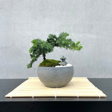 小品盆栽-日式庭院松組合 送禮 開幕06