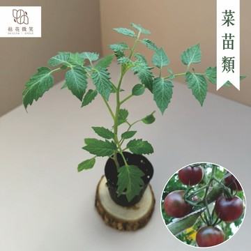 【拈花微笑】紫晶靈番茄｜3吋｜菜苗｜料理｜食用蔬菜｜調味料｜烹飪｜有機｜蔬果