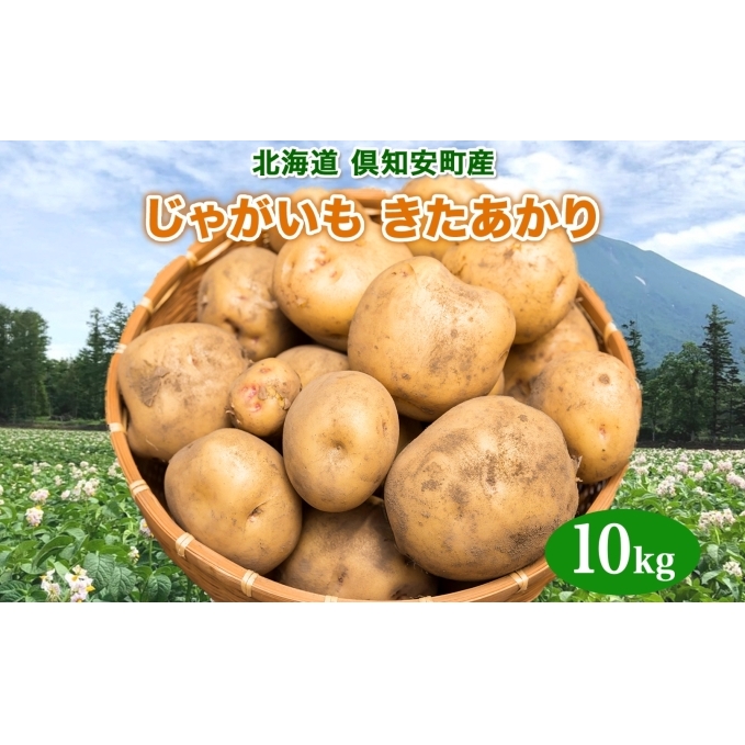 北海道産 じゃがいも きたあかり 約10kg 芋 ジャガイモ いも 自然 旬 新鮮 野菜 直送 常温 農作物 お取り寄せ 野菜 ポテト 農作物 お取り寄せ 送料無料 縁樹 北海道 倶知安町