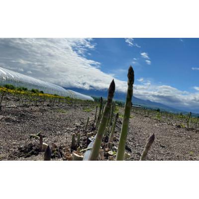 ふるさと納税 上富良野町 北海道上富良野産露地グリーンアスパラガスLサイズ　1.8kg