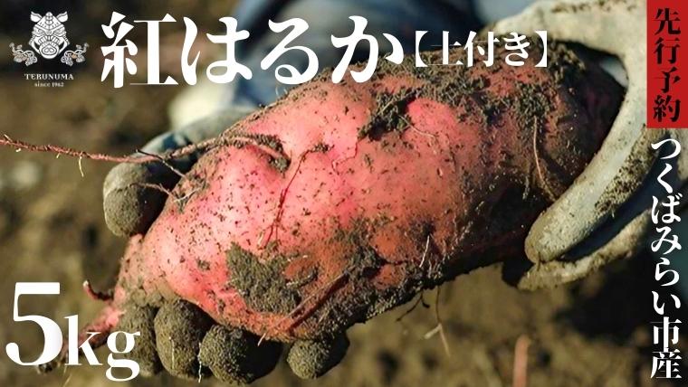  つくばみらい市産 さつまいも 紅はるか 土付き5kg サイズ未選別 サツマイモ つくばみらい いも 照沼 食物繊維 [DY01-NT]