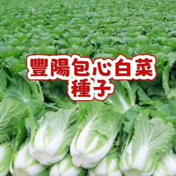 豐陽包心白菜種子 台灣耐熱品種 快收成家庭菜園 初秋播種 結球緊實 葉甜苗栽 盆栽田園可用 種籽自種有機蔬菜 新手友善栽