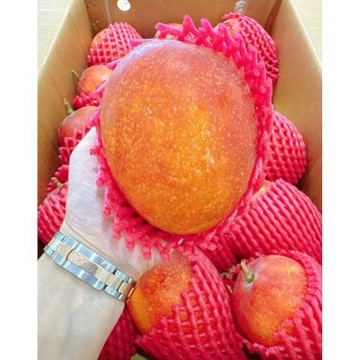 屏東 枋山《頂級太陽果》愛文芒果｜台灣夏季水果	2顆 / 900g+-10%