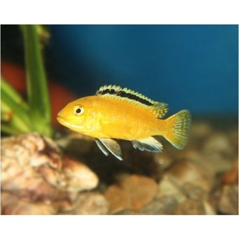 熱帯魚・アフリカンシクリッド) イエローシクリッド（カエルレウス） 4cm± 4匹 通販 LINEポイント最大1.0%GET | LINEショッピング