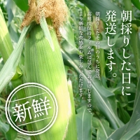 朝どり とうもろこし 5本（2kg前後）よしよし畑 農家直送 朝どれ 新鮮 兵庫県産 キャンプ BBQ アウトドア 小分け