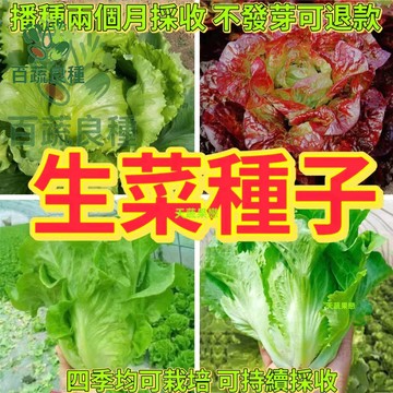 生菜種子 美生菜  蘿蔓萵苣結球萵苣 沙拉菜 蔬菜種子水耕家庭菜園 陽台盆栽 快速採收耐熱品種切葉再生 四季可種