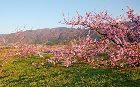 産直朝採　山梨県中央市産　桃　約1.8kg