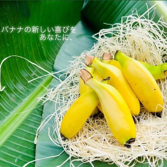 果物 バナナ  ばななのよろこび1kg 産地直送