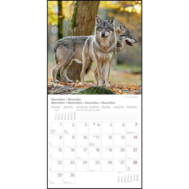 Woelfe Wolves Broschuerenkalender Wandkalender mit herausne