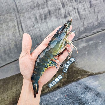 【蝦九鱻】台東黑虎蝦3XL (300g 約7-8尾/包)×7包(共2100g約49-56尾)
