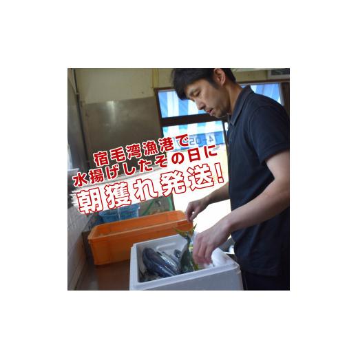 ふるさと納税 高知県 大月町 山田さんちの「旬の鮮魚便」 計12回