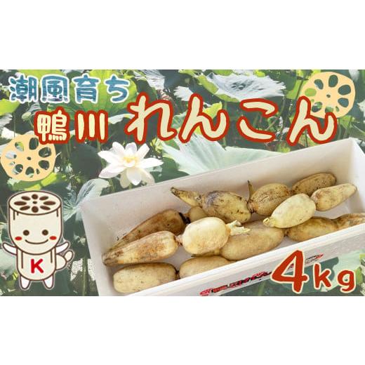 ふるさと納税 千葉県 鴨川市 潮風育ちの『鴨川れんこん』４kg　[0011-0003]