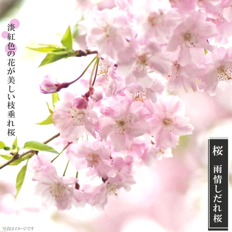 しだれ桜 雨情枝垂れ桜 （うじょうしだれ） 1年生接木苗 | LINE 