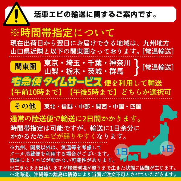 車海老 生きたまま クルマエビ 特大 3L 500g(8-11尾) 活車海老 活き 刺身 車えび 熊本県天草［お歳暮 2023 ギフト 御歳暮］