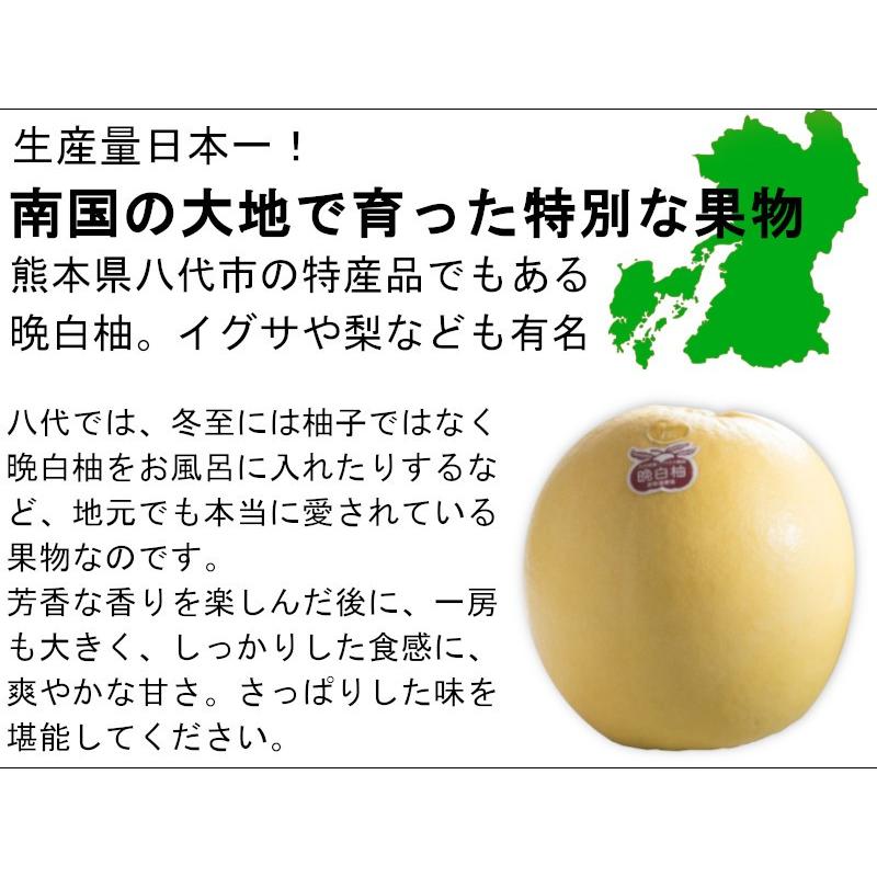 熊本特産　晩白柚２玉 化粧箱 送料無料 果物ギフト ギフト・ご贈答用