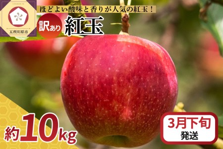  りんご 10kg 紅玉 アップルパイ に最適 青森 不揃い