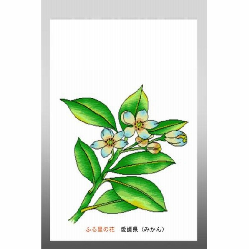 花 イラスト ポストカード 絵葉書 イラスト画 ふる里の花 愛媛県 みかん 通販 Lineポイント最大get Lineショッピング