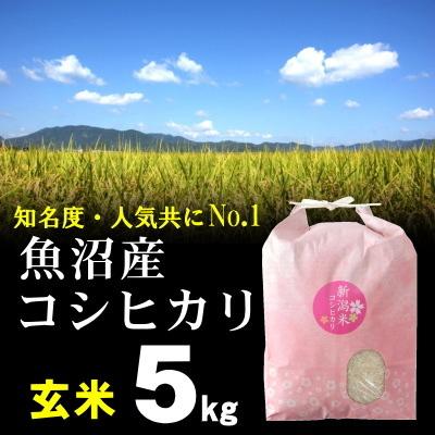 玄米 魚沼産コシヒカリ 5kg 米 お米   最高級銘柄 新潟 魚沼米 令和5年産 新米   人気 おいしい 新潟米 こしひかり 送料無料