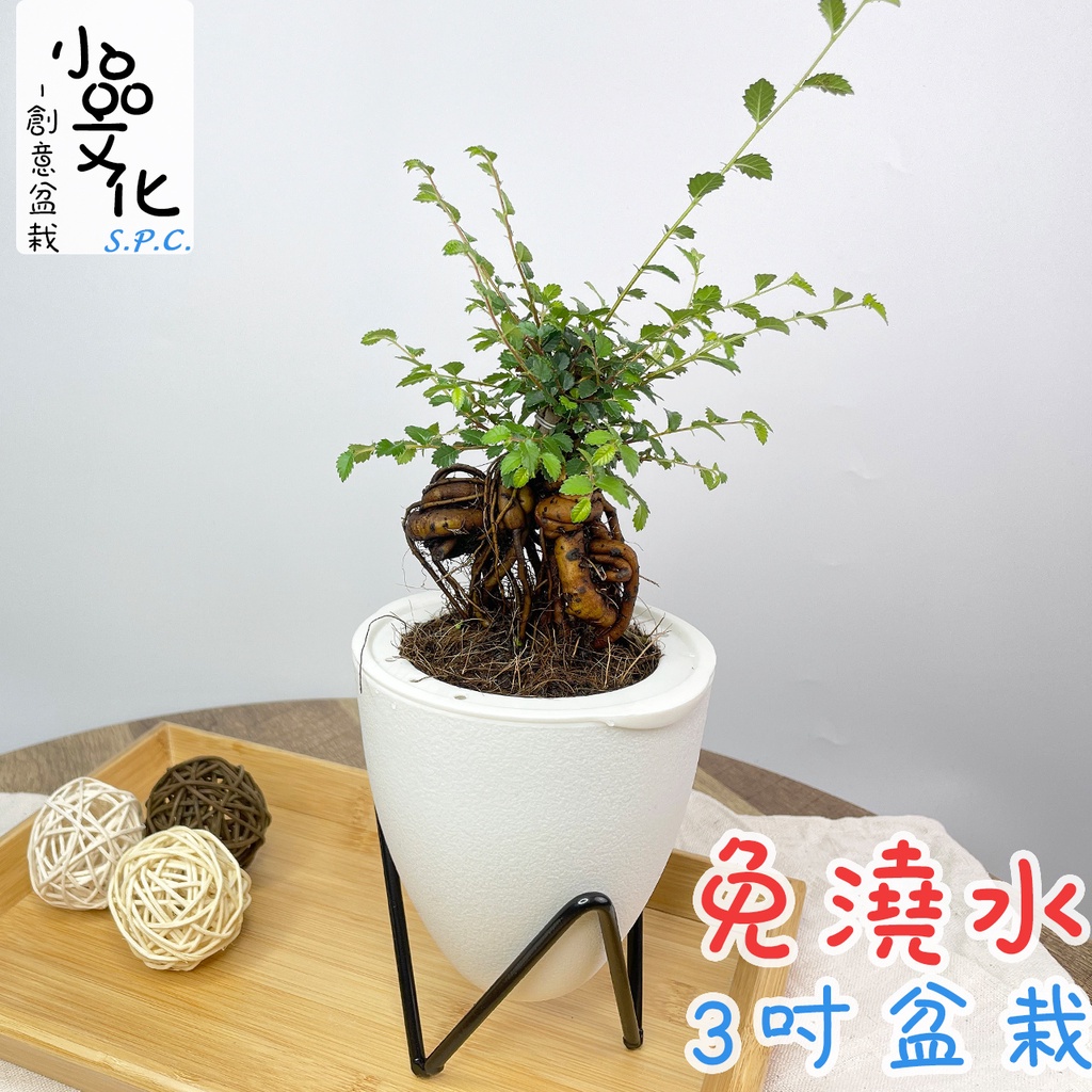 小品文化 榆樹 現貨 3吋蛋型免澆水盆栽懶人盆栽觀葉植物陽台植物自動吸水創意花盆居家辦公盆花 蝦皮商城 Line購物