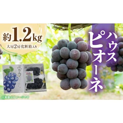 ふるさと納税 香川県 三豊市 M02-0058_ハウスピオーネ　約1.2kg(大房2房)化粧箱入り