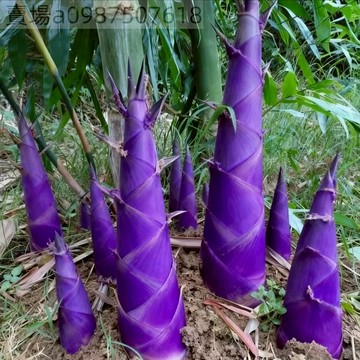 現貨 紫色水果竹筍（20粒）四季種植 進口品種 紫色竹筍種子 可以生吃的水果竹筍 甜龍竹筍種子