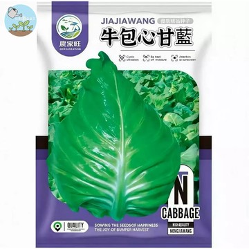 【原廠包裝】牛包心甘藍種子（Beef Heart Cabbage）300粒裝  尖頭高麗菜種子 火鍋炒菜必備 清脆甘甜