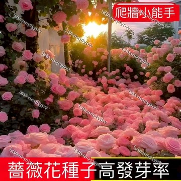 台灣現貨 薔薇種子（250粒）超低價 爬藤月季花籽種子混色四季播種開花攀援花卉植物景觀子 玫瑰花 盆栽庭院種子 多年生