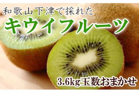 和歌山の下津で採れたキウイフルーツ約3.6kg（玉数おまかせ・秀品）★2024年１月上旬頃より順次発送