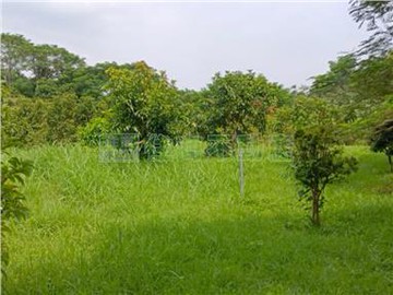 開車可以到的左鎮光和段2.37甲果園｜台南市左鎮區光和段