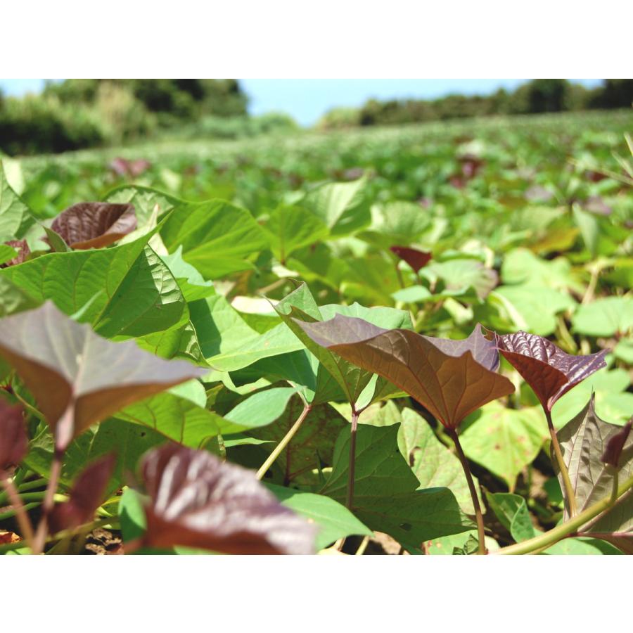 送料無料　黄金の蜜芋　種子島発送安納芋　さつまいも 5kg