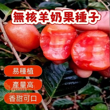 🔥🔥熱銷（無核羊奶果種子）當季新籽 發芽率高 產量高  爆甜多汁 四季可播  陽台庭院盆栽水果種子#超優惠