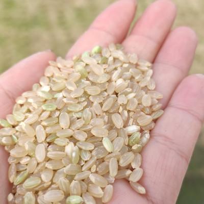 ふるさと納税 飛騨市 飛騨古川産　特別栽培米こしひかり玄米 5kg