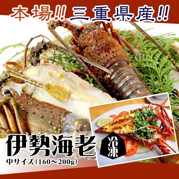 伊勢海老　冷凍（加熱用）　中（160～200ｇ）　　[魚介類]　（活〆冷凍）