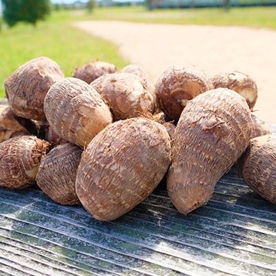 ねっとりもちもち　小郡産の里芋「白芽大吉」2.5kg　ふくおかエコ農産物認証　ゆうき自然農場