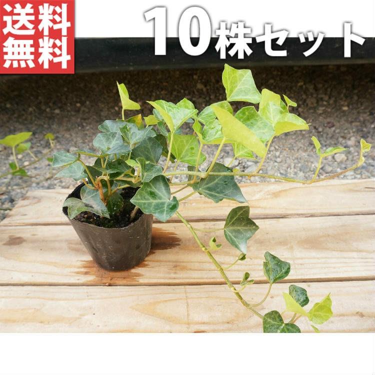 ヘデラ・ヘリックス 10.5cmポット アイビー 苗木 植木 苗 庭木 生け垣 送料込み