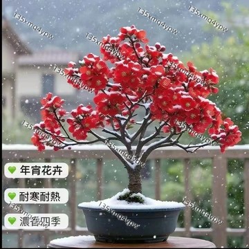 台灣現貨 濃香梅花種子（25粒）新品種 四季種植 好養易種 家庭園藝盆栽種子 四季開花 觀賞花卉 當年開花 濃香型