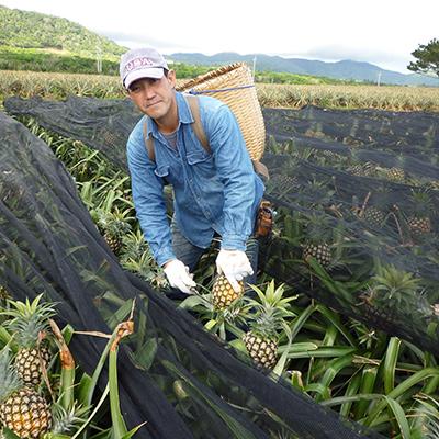 ふるさと納税 嘉手納町 農林水産大臣賞を受賞した農家さんの完熟カットパイン1.25kg(250g×5袋)