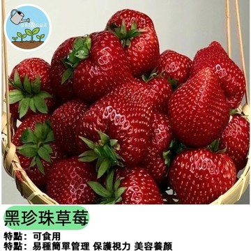 🌸【四季可種】黑珍珠草莓種子 深色草莓 黑色系水果 盆栽陽台種植 家庭農場 DIY 觀賞食用 種子小份量 現貨